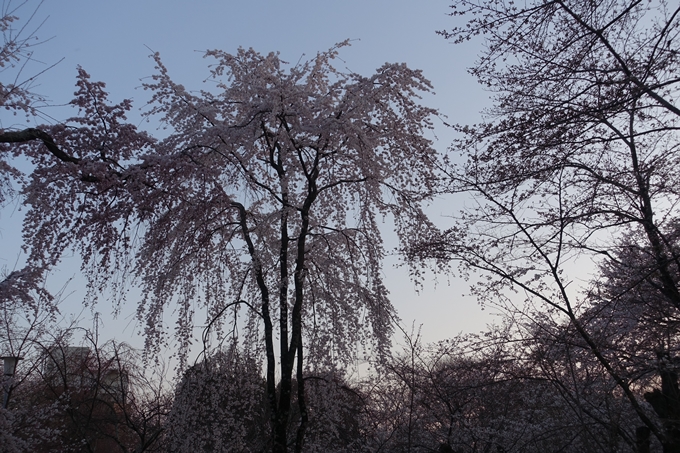 京都桜速報2018_07　No12