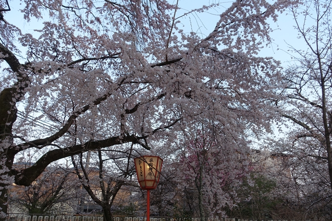 京都桜速報2018_07　No14