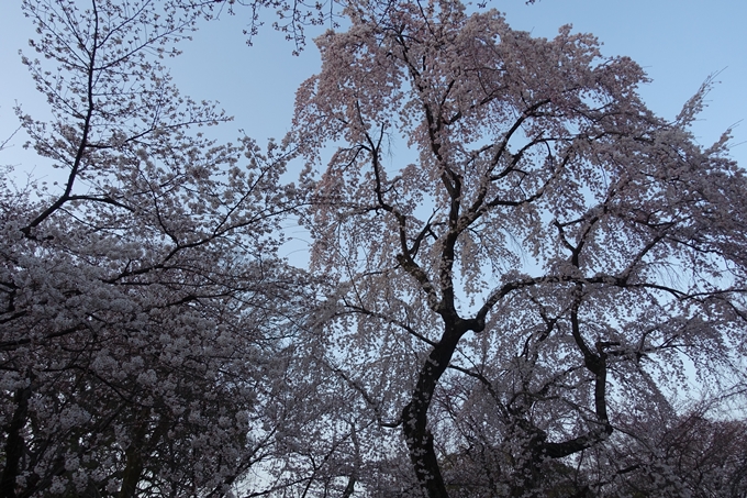 京都桜速報2018_07　No15