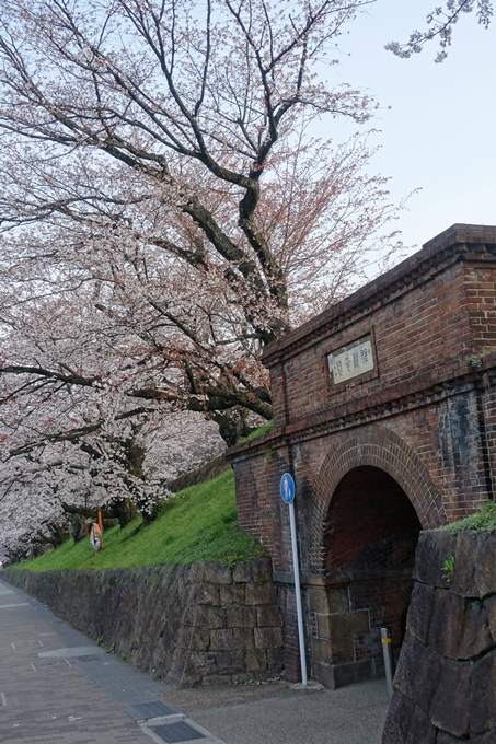 京都桜速報2018_08　No2