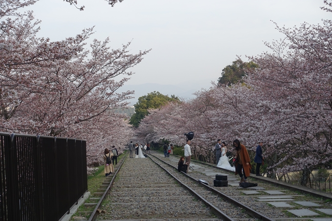 京都桜速報2018_08　No3