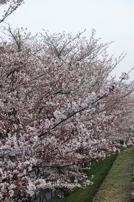 京都桜速報2018_08　No4