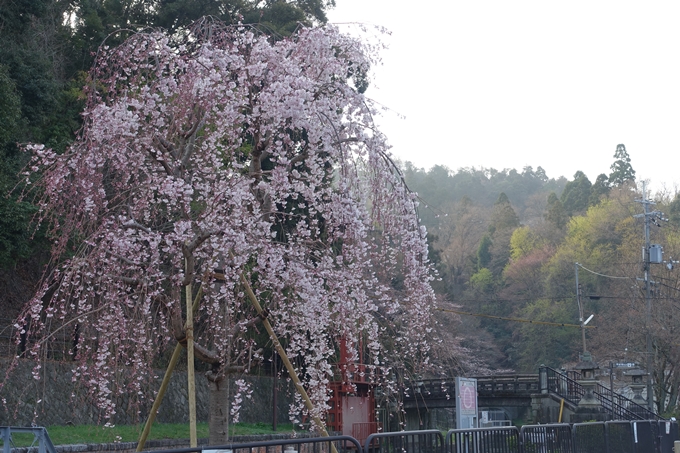 京都桜速報2018_08　No5