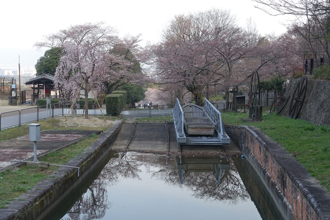 京都桜速報2018_08　No8