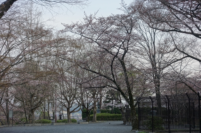 京都桜速報2018_08　No9