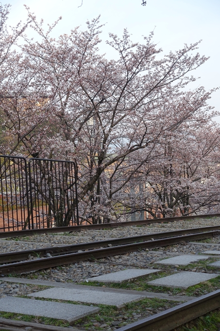 京都桜速報2018_08　No10