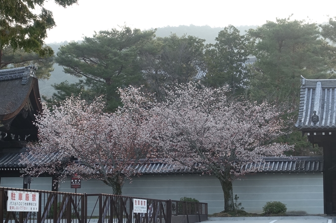 京都桜速報2018_08　No11