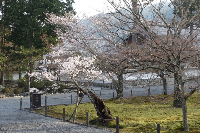 京都桜速報2018_08　No13