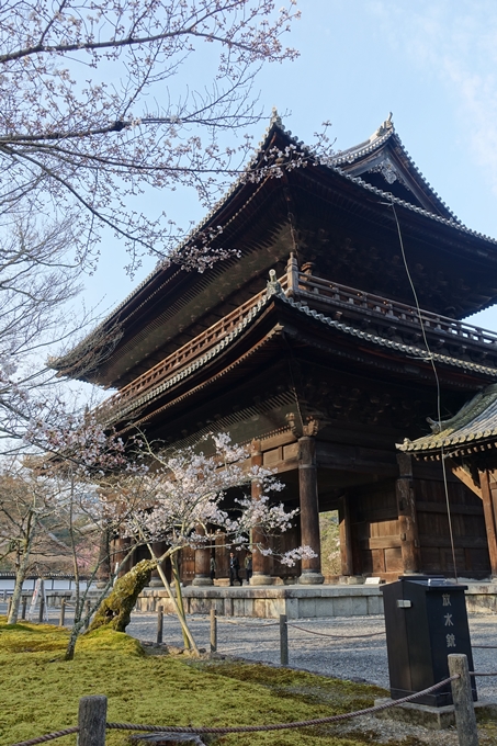 京都桜速報2018_08　No14