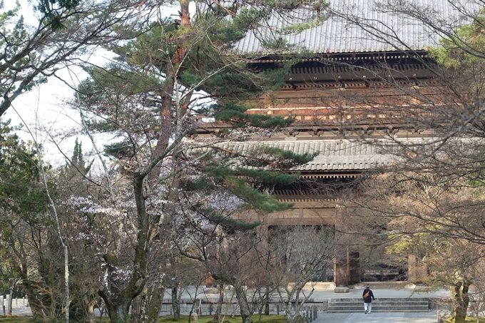 京都桜速報2018_08　No16