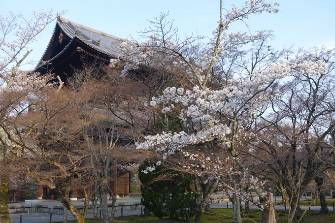 京都桜速報2018_08　No18