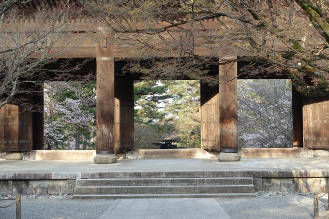 京都桜速報2018_08　No19