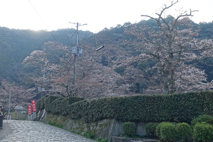 京都桜速報2018_08　No20