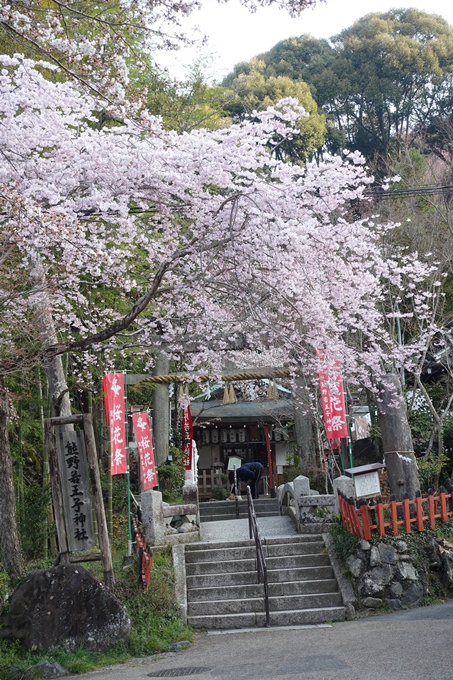 京都桜速報2018_08　No21