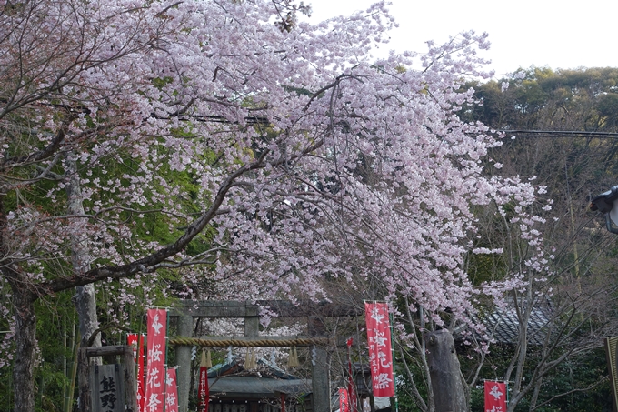 京都桜速報2018_08　No22