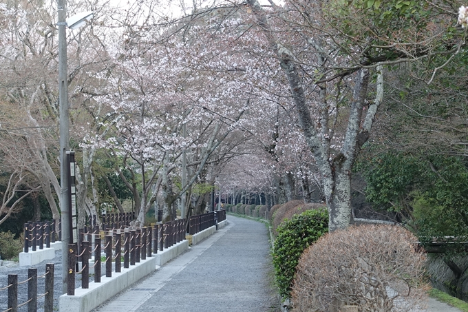 京都桜速報2018_08　No23