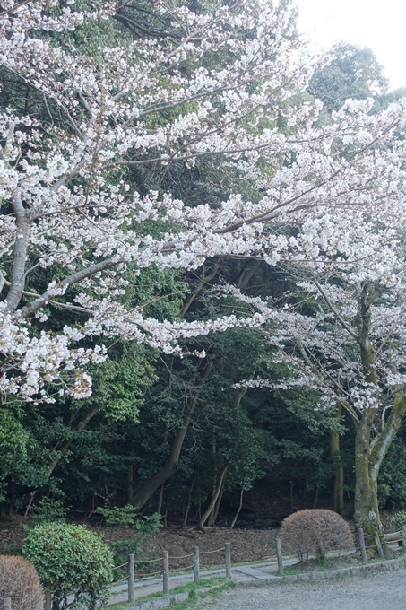 京都桜速報2018_08　No24