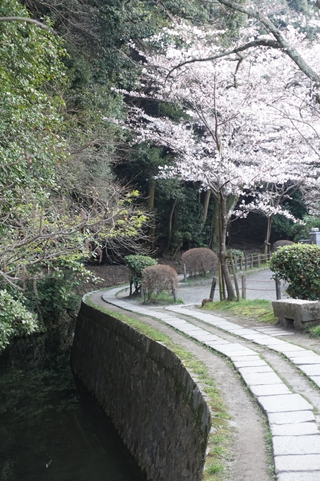 京都桜速報2018_08　No25