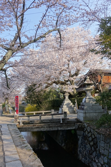 京都桜速報2018_08　No26