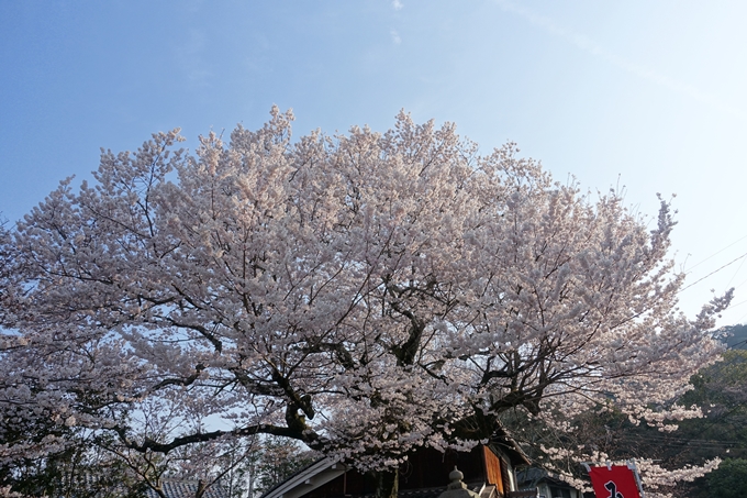 京都桜速報2018_08　No27