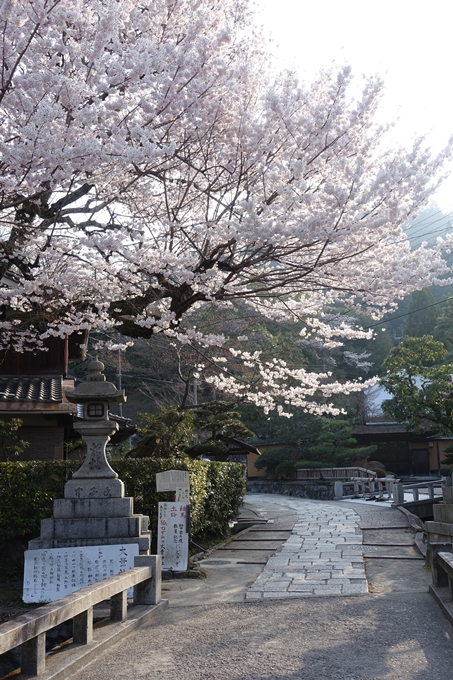 京都桜速報2018_08　No28