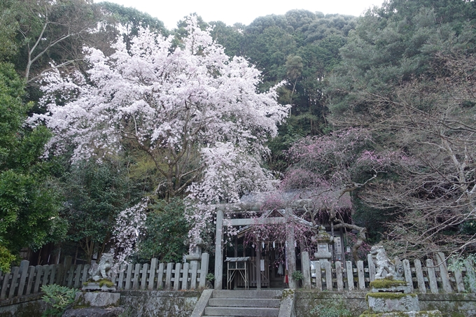 京都桜速報2018_08　No29