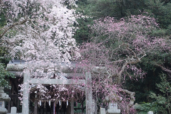 京都桜速報2018_08　No30