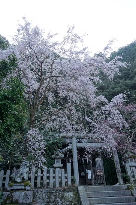 京都桜速報2018_08　No31