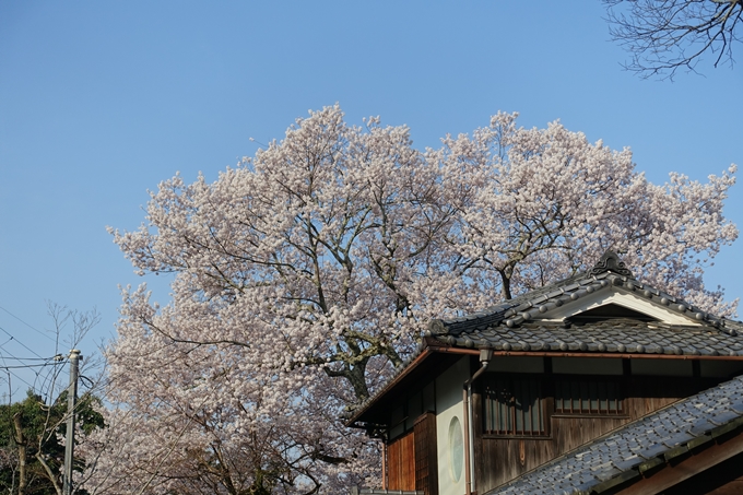 京都桜速報2018_08　No32