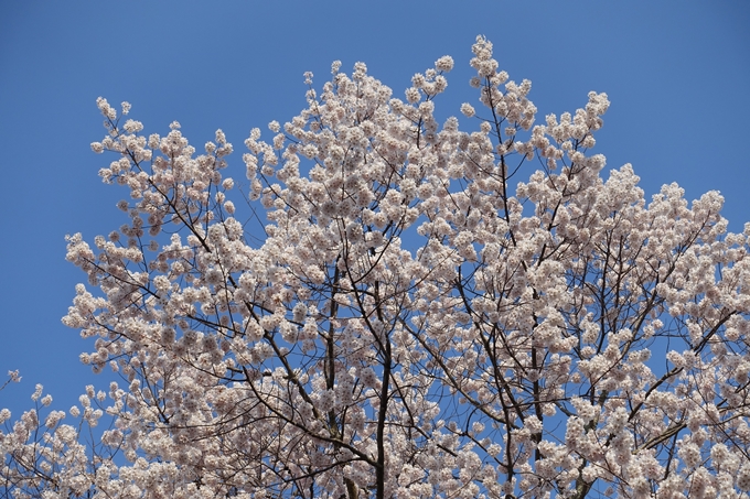 京都桜速報2018_08　No33