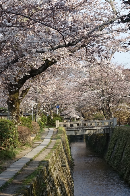 京都桜速報2018_08　No34