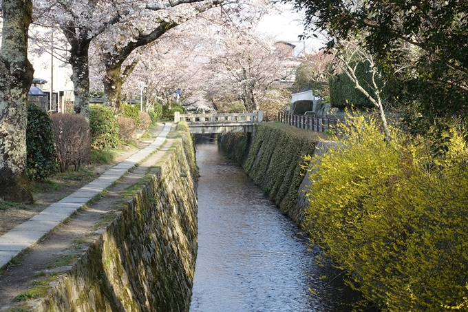 京都桜速報2018_08　No35