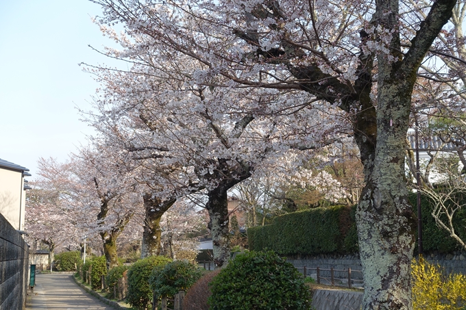 京都桜速報2018_08　No36