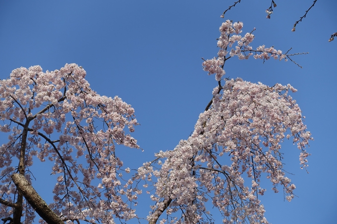 京都桜速報2018_08　No37