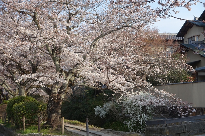 京都桜速報2018_08　No38