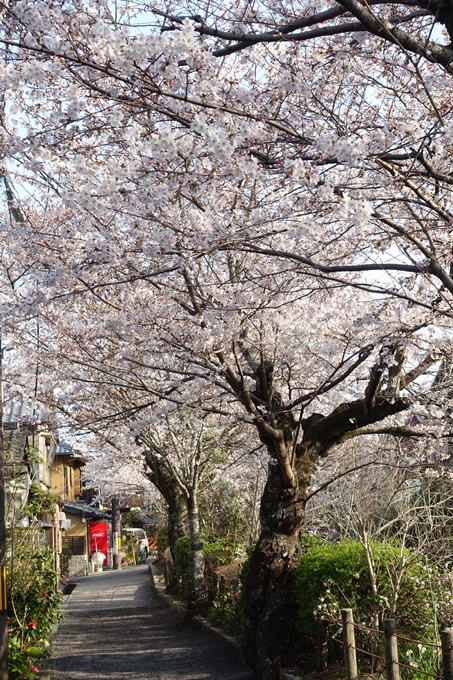 京都桜速報2018_08　No39