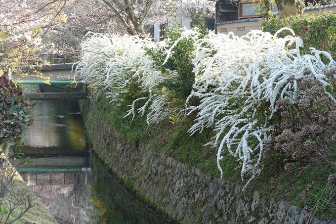 京都桜速報2018_08　No40