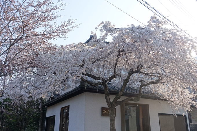 京都桜速報2018_08　No41