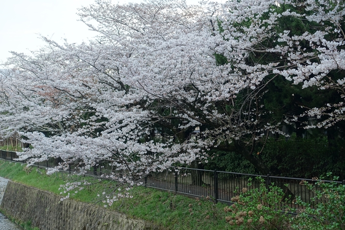 京都桜速報2018_09　No3