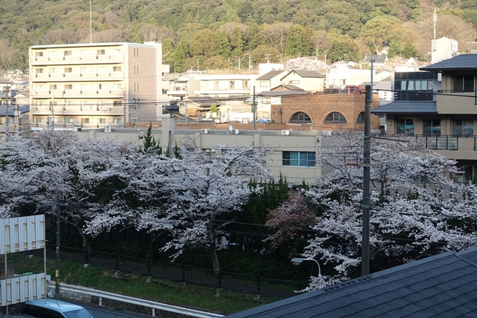 京都桜速報2018_09　No4