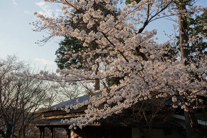 京都桜速報2018_09　No8