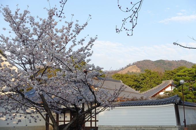 京都桜速報2018_09　No9