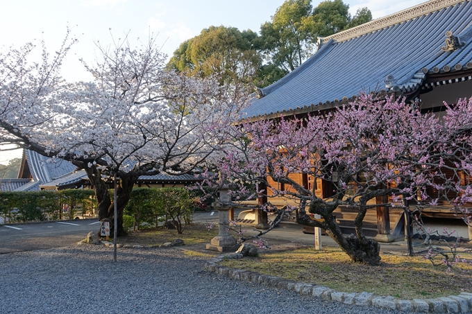 京都桜速報2018_09　No10