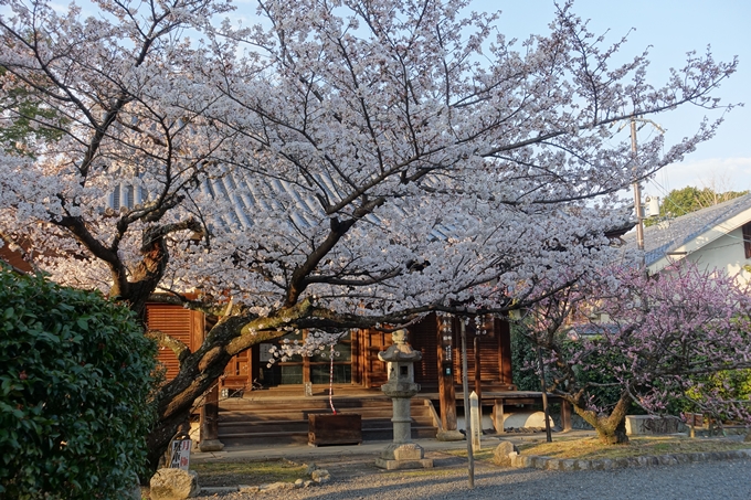 京都桜速報2018_09　No11