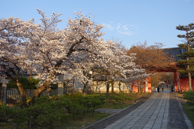 京都桜速報2018_09　No12