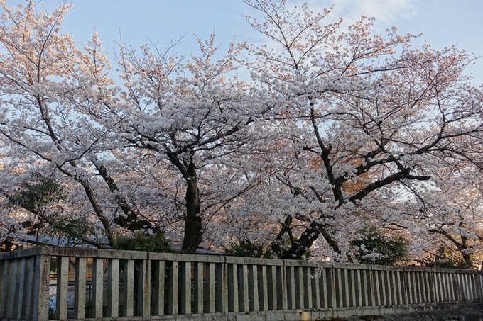 京都桜速報2018_09　No13