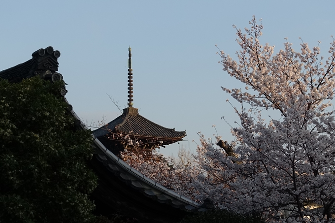 京都桜速報2018_09　No14