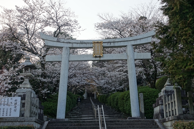 京都桜速報2018_09　No15