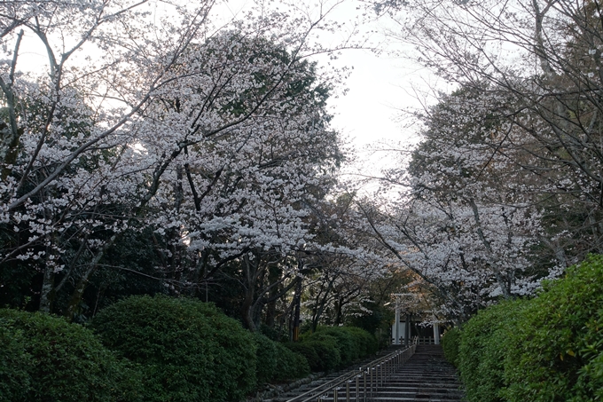 京都桜速報2018_09　No16