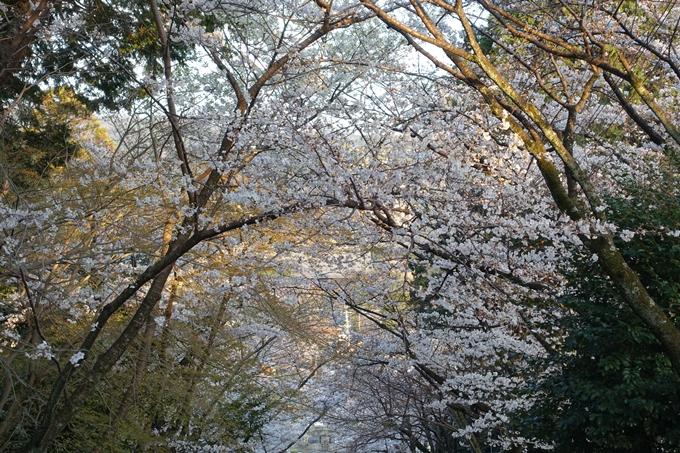 京都桜速報2018_09　No17